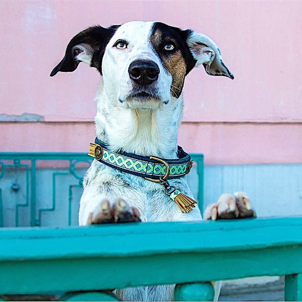 DWAM  Handmade Denim Dog Colar SZ M